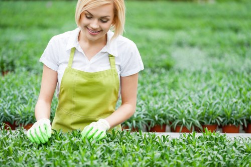 A young woman with short blonde hair wearing a light-colored shirt, a bright green apron, and gardening gloves is tending to a densely planted garden bed filled with lush, healthy green foliage. She is smiling gently while carefully inspecting or tending to the plants, which are arranged in neat rows on a raised bed or border within a landscaped outdoor space. The background shows a well-maintained lawn with vibrant green grass that extends into the distance, characteristic of a professionally maintained garden in Stratford. The scene is set outdoors under natural light, suggesting a clear day with soft sunlight enhancing the natural tones of the leaves and grass. The overall environment illustrates a tidy, organized garden with a structured layout, highlighting the importance of regular care and maintenance typical of professional landscaping and gardening services in the local area.